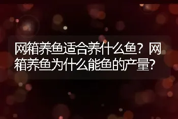 网箱养鱼适合养什么鱼？网箱养鱼为什么能鱼的产量？