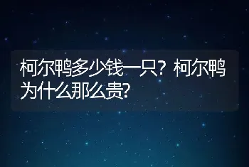 柯尔鸭多少钱一只？柯尔鸭为什么那么贵?