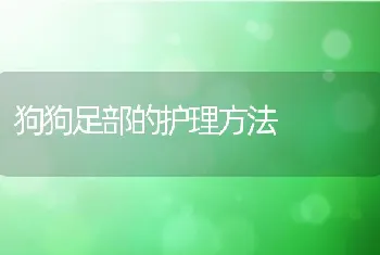 狗狗足部的护理方法