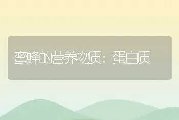 蜜蜂的营养物质：蛋白质