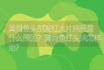 黄骨鱼头部发红大片病死是什么原因？黄骨鱼红头病怎样治?