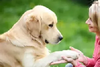 来宝犬业狗狗的训练科目和狗狗的寄养中