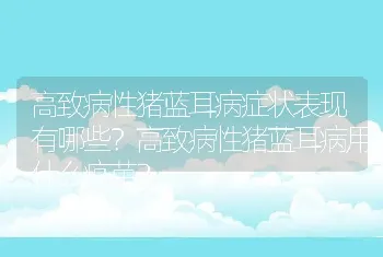 高致病性猪蓝耳病症状表现有哪些？高致病性猪蓝耳病用什么疫苗？