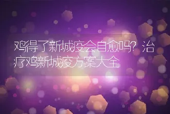 鸡得了新城疫会自愈吗？治疗鸡新城疫方案大全