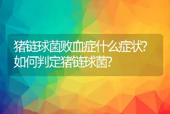 猪链球菌败血症什么症状?如何判定猪链球菌?