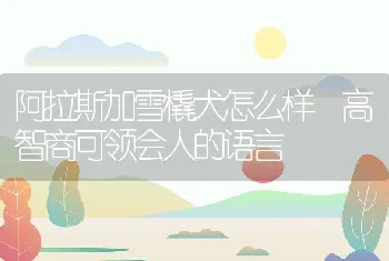 阿拉斯加雪橇犬怎么样 高智商可领会人的语言