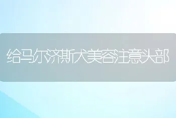 给马尔济斯犬美容注意头部