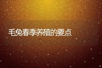 毛兔春季养殖的要点