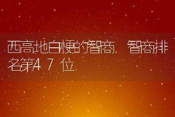 西高地白梗的智商 智商排名第47位