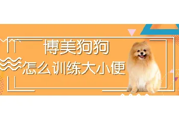 博美狗狗怎么训练大小便