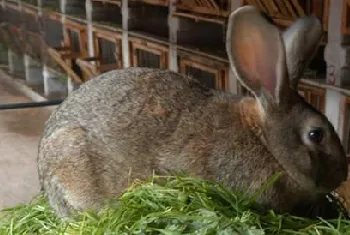 比利时兔的喂食要点