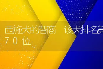 西施犬的智商 该犬排名第70位