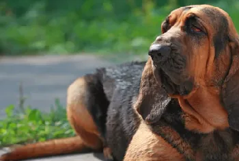 寻血猎犬的形态特征 颈部和头部皮肤上有褶皱