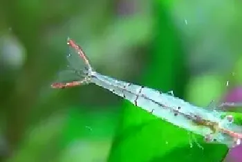 红鼻虾习性特征 繁殖 饲养环境 多少钱