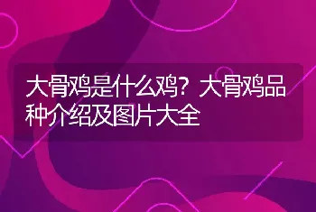 大骨鸡是什么鸡？大骨鸡品种介绍及图片大全