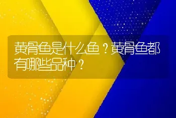 黄骨鱼是什么鱼？黄骨鱼都有哪些品种？