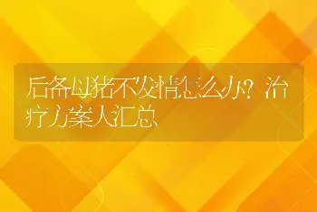 后备母猪不发情怎么办？治疗方案大汇总