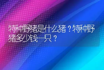 特种野猪是什么猪？特种野猪多少钱一只？