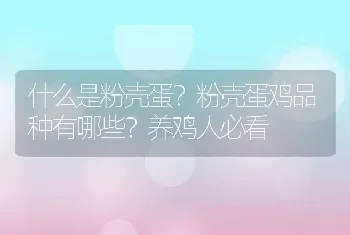 什么是粉壳蛋？粉壳蛋鸡品种有哪些？养鸡人必看