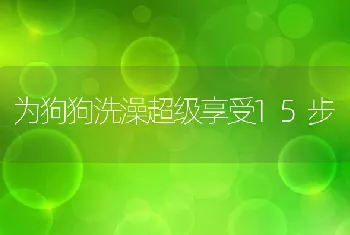 为狗狗洗澡超级享受15步