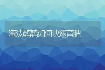 淘汰鹌鹑如何快速育肥