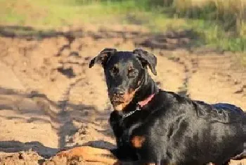 法国狼犬资料介绍_法国狼犬图片大全_法国狼犬饲养方法