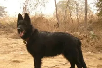 比利时牧羊犬资料介绍_比利时牧羊犬图片大全_比利时牧羊犬饲养方法