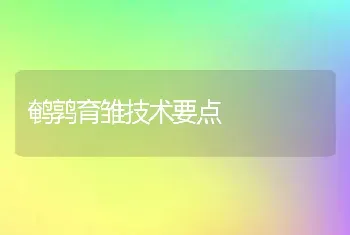 鹌鹑育雏技术要点