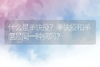 什么是羊快疫？羊快疫和羊瘟是同一种病吗？