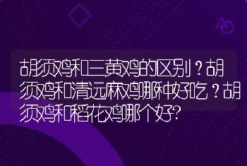 胡须鸡和三黄鸡的区别？胡须鸡和清远麻鸡哪种好吃？胡须鸡和稻花鸡哪个好?