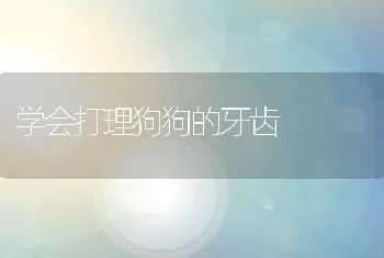 学会打理狗狗的牙齿