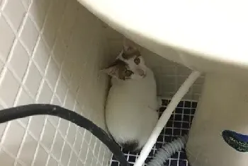 她半夜听怪声吓醒 竟是猫猫闯进家