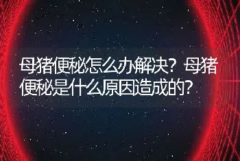 母猪便秘怎么办解决？母猪便秘是什么原因造成的？