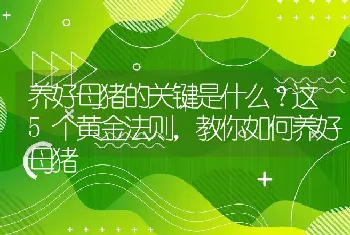 养好母猪的关键是什么？这5个黄金法则，教你如何养好母猪