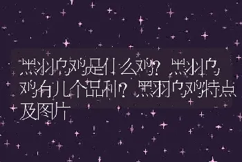 黑羽乌鸡是什么鸡？黑羽乌鸡有几个品种？黑羽乌鸡特点及图片