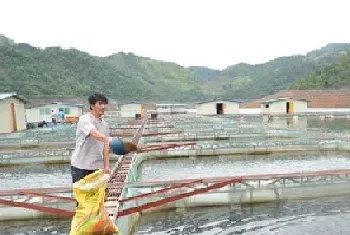 河虾网箱养殖图片的介绍以及网箱养虾应的主要环节