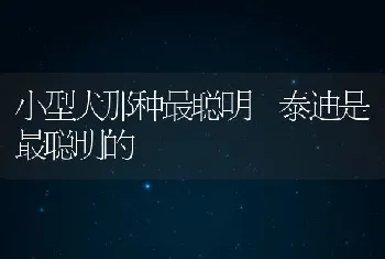 小型犬那种最聪明 泰迪是最聪明的