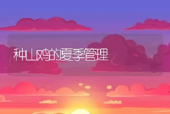 种山鸡的夏季管理