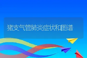 猪支气管肺炎症状和图谱