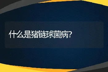 什么是猪链球菌病？