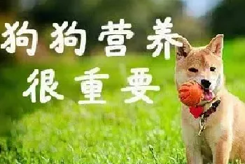 幼犬吃成犬粮会怎么样? 幼犬应该吃怎样的食物?