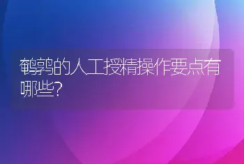 鹌鹑的人工授精操作要点有哪些？