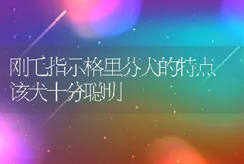 刚毛指示格里芬犬的特点 该犬十分聪明