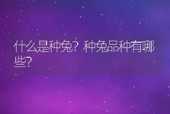 什么是种兔？种兔品种有哪些？