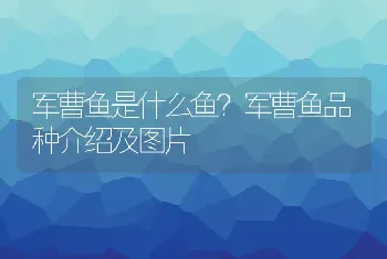 军曹鱼是什么鱼？军曹鱼品种介绍及图片