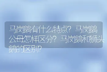 马岗鹅有什么特点？马岗鹅公母怎样区分？马岗鹅和狮头鹅的区别？