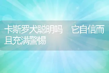 卡斯罗犬聪明吗 它自信而且充满警惕