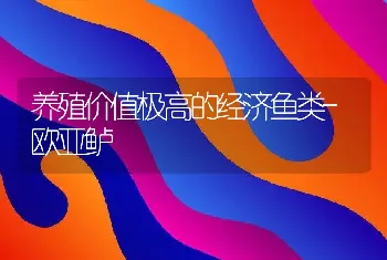 养殖价值极高的经济鱼类-欧亚鲈