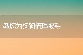 教您为狗狗梳理被毛