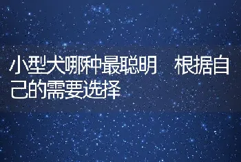 小型犬哪种最聪明 根据自己的需要选择